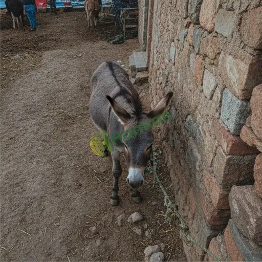 Kilis Elbeyli'de eşek satılık