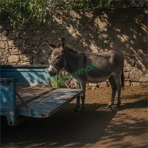Kilis Elbeyli'de eşek satılık