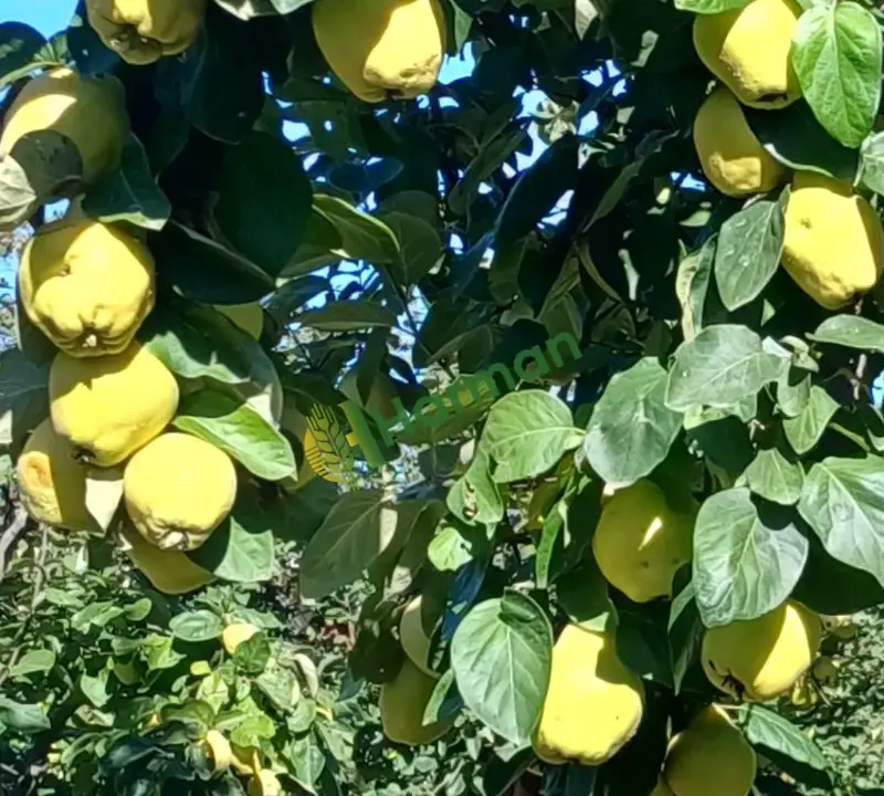 Satılık Eşme Ayvası