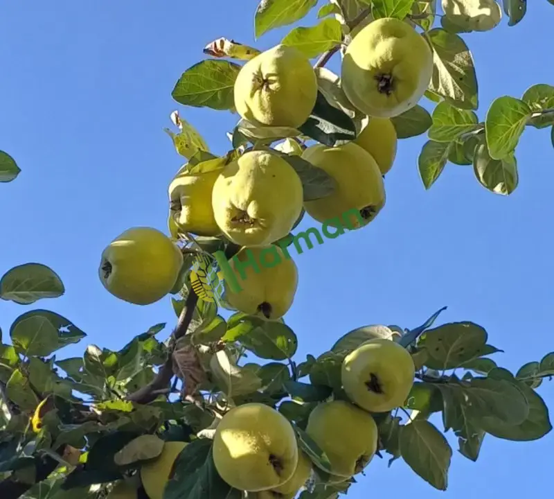 Satılık Eşme Ayvası