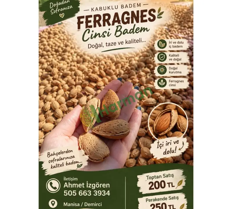 Satılık Feragnes Cinsi Diş Bademi Kabuklu