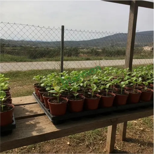 Şırnak İdil'de fesleğen fidanı satılık