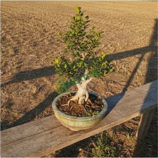 Bayburt'tan Ficus Bonsai Satılık
