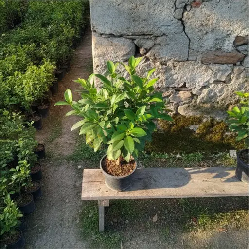 Nevşehir Gülşehir'de ficus satıyorum