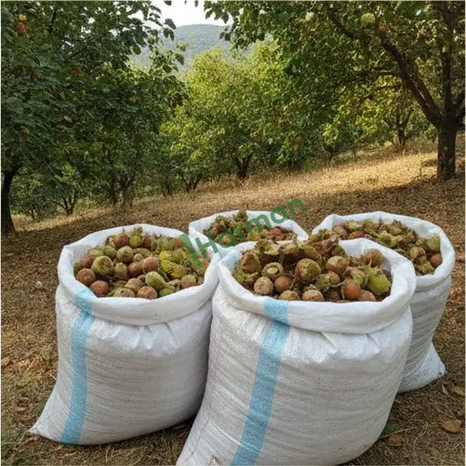 Muğla Yatağan'da fındık satılır