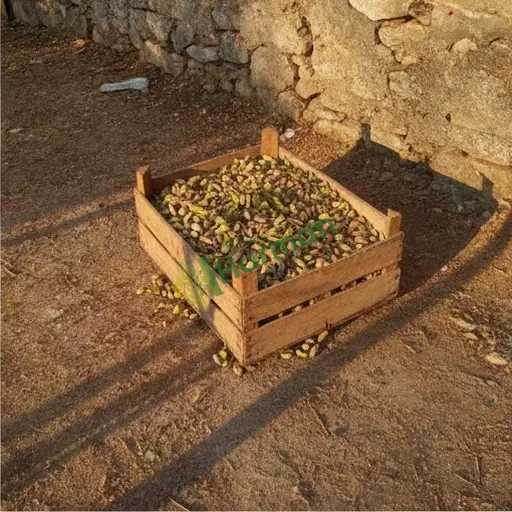 Burdur Gölhisar'da fıstık satılık