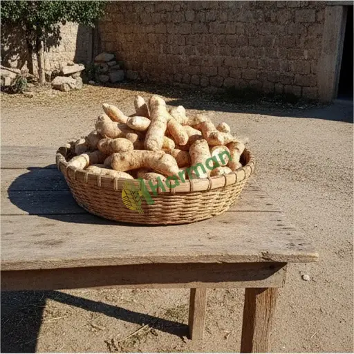 Antalya Demre'de galangal havlıcan satıyorum