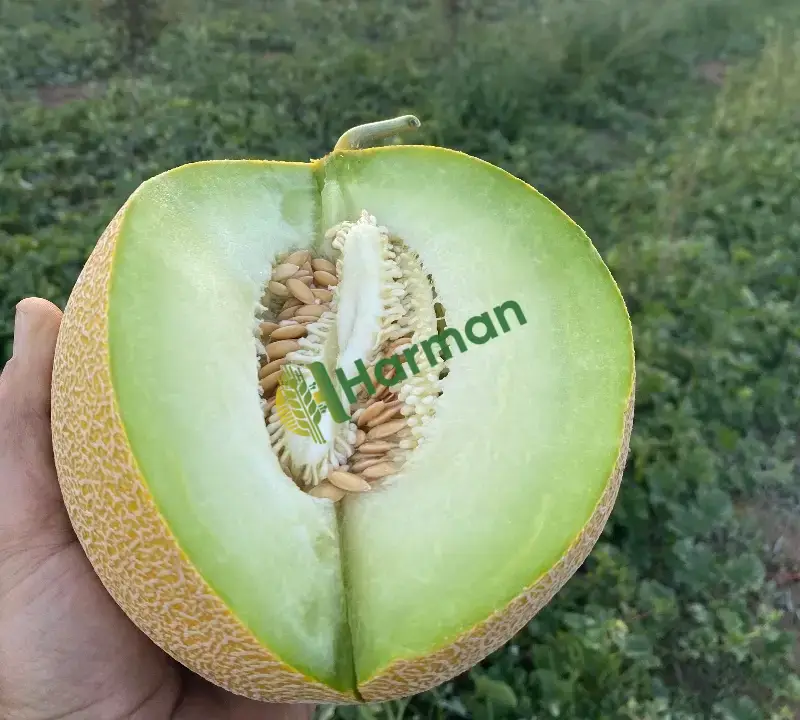 Satılık Galya Çıtır Kavun
