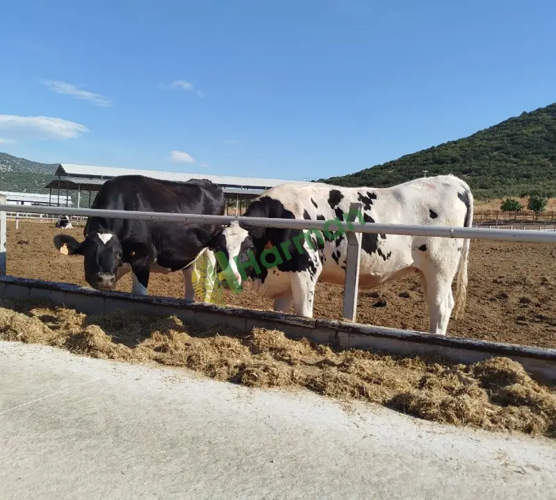 Satılık Gebe düve