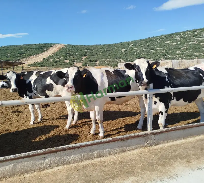 Satılık Gebe düve