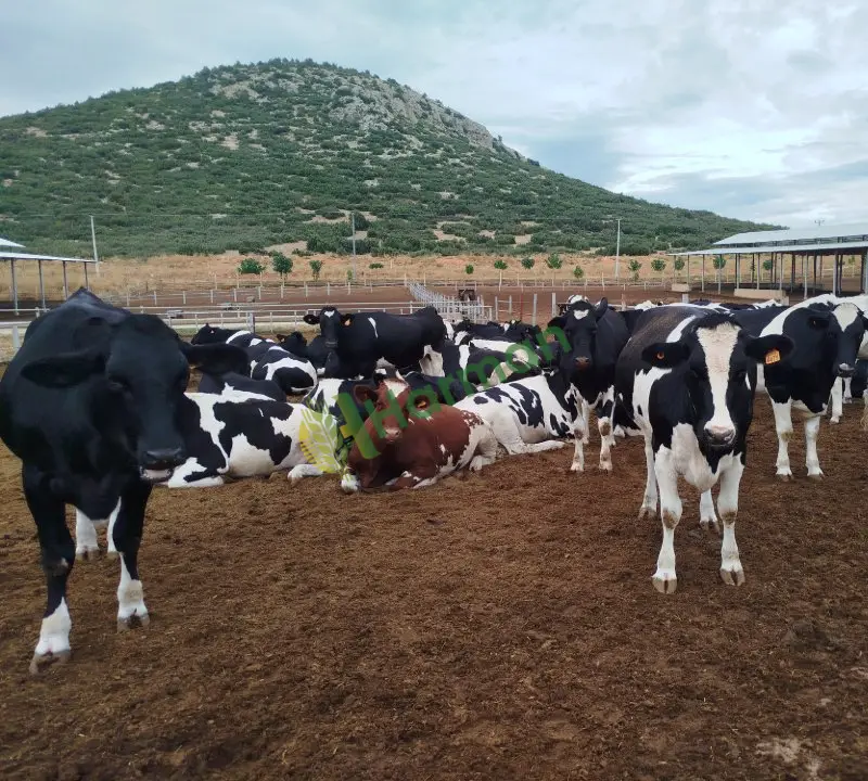 Satılık Gebe düve