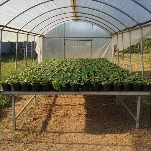 Çankırı Ilgaz'da gerbera fidesi satılık