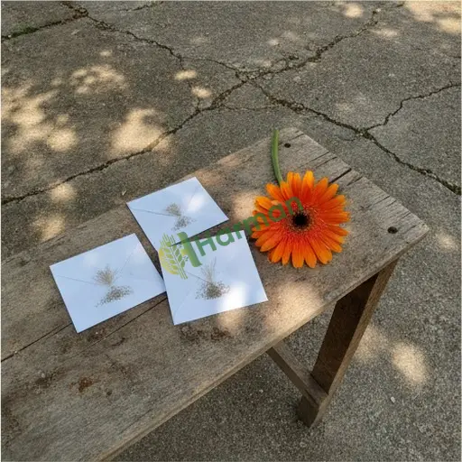 Çankırı'da gerbera tohumu satılır