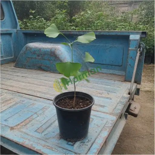 Samsun 19 Mayıs'ta ginkgo biloba satılık