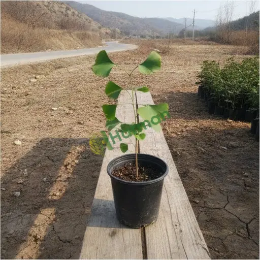 Tekirdağ Kapaklı'da ginkgo satıyorum