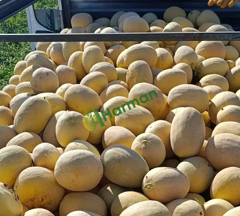Satılık günlük kavun Diyarbakır bismil