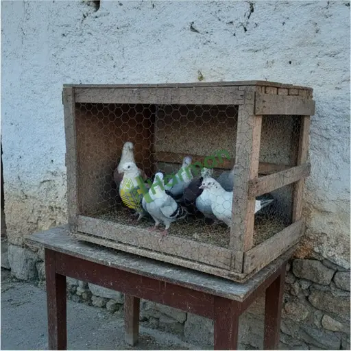 Denizli Buldan'da güvercin satılır
