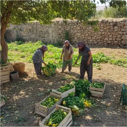 Hakkari Çukurca'da sezonluk hasat işçisi aranıyor