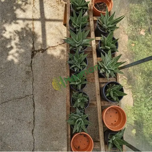 Bursa Yıldırım'da Haworthia sukulent satılık