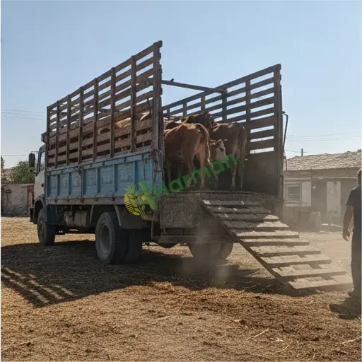 Trabzon Hayrat'ta hayvan nakliye işi yapılır