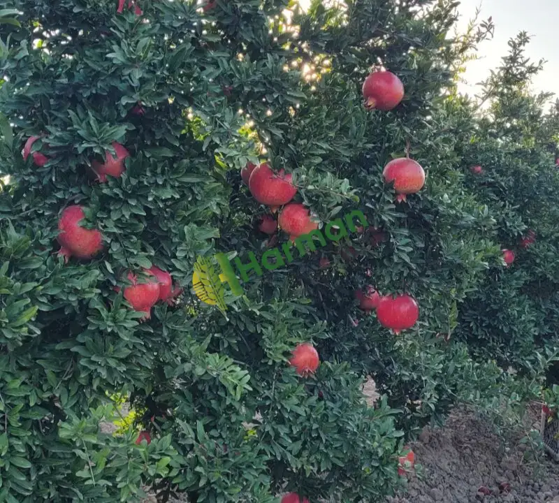 Satılık Hicaz Narı