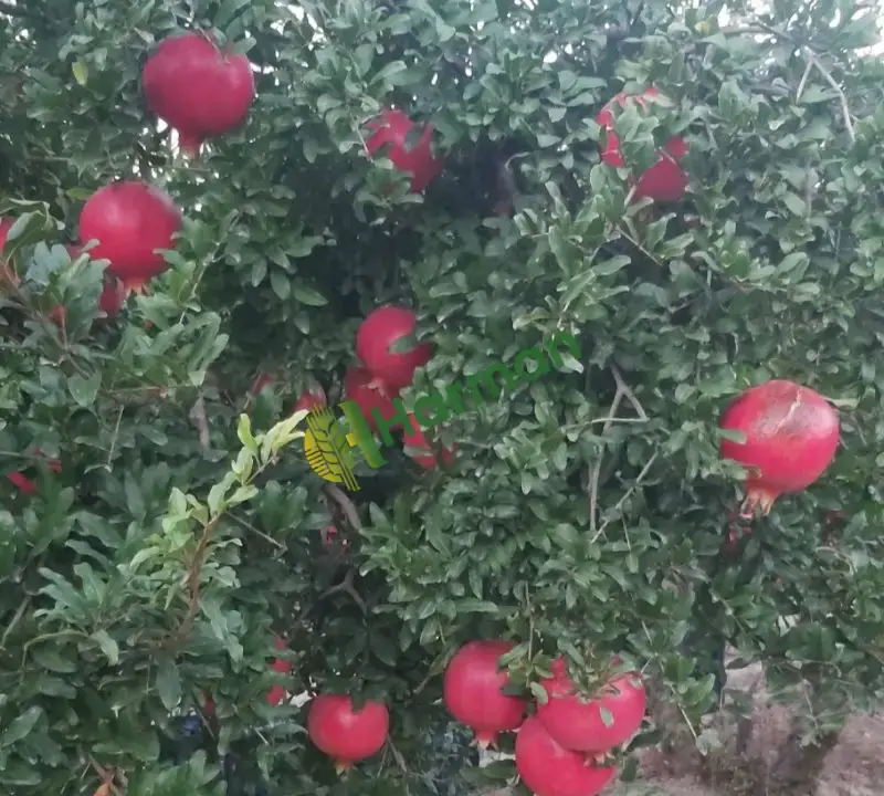 Satılık Hicaz Narı