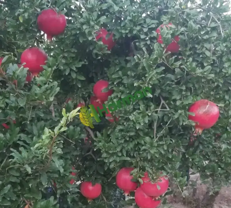 Satılık Hicaz Narı
