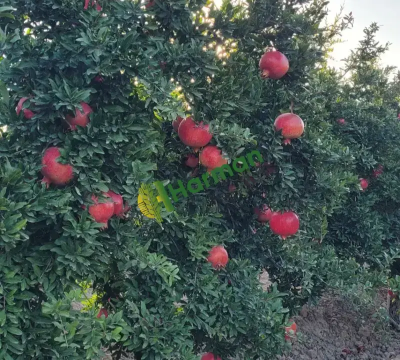 Satılık Hicaz Narı