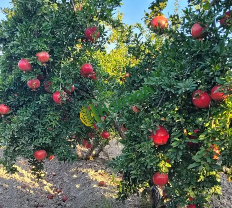 Satılık Hicaz Narı