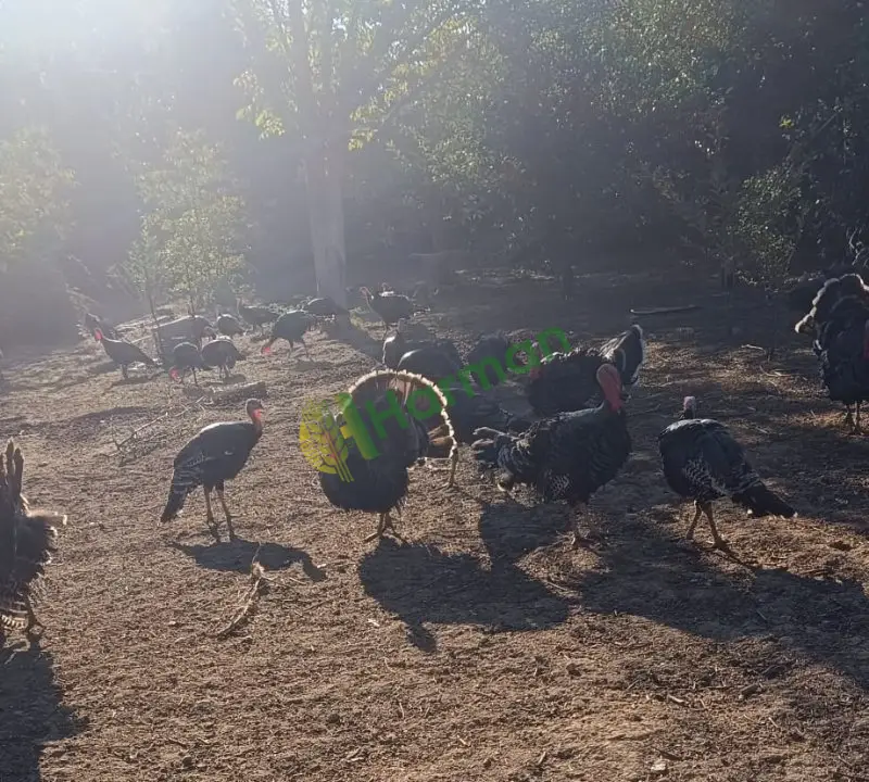 Satılık hindi tokat