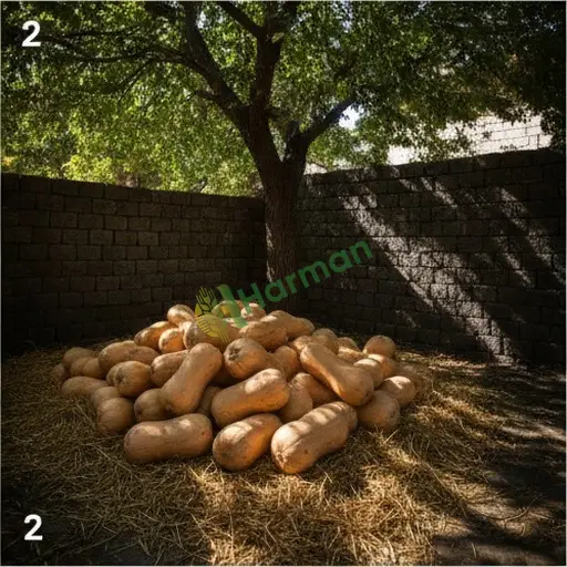 Satılık Hint Kabağı - Adana Sarıçam