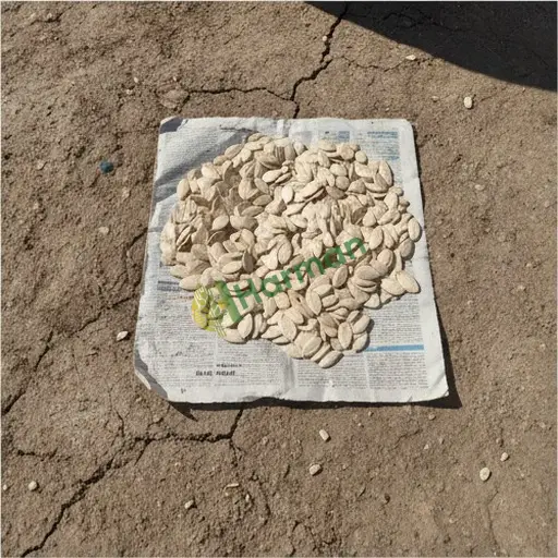 Bolu Merkez'de Hint kabağı tohumu satılık