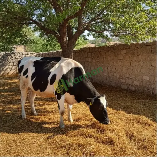 Isparta Merkez'de Holstein inek satılık