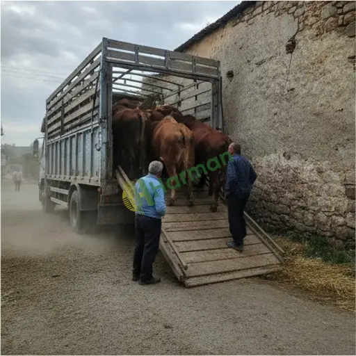 Karaman Kazımkarabekir hayvan nakliye hizmeti verilir