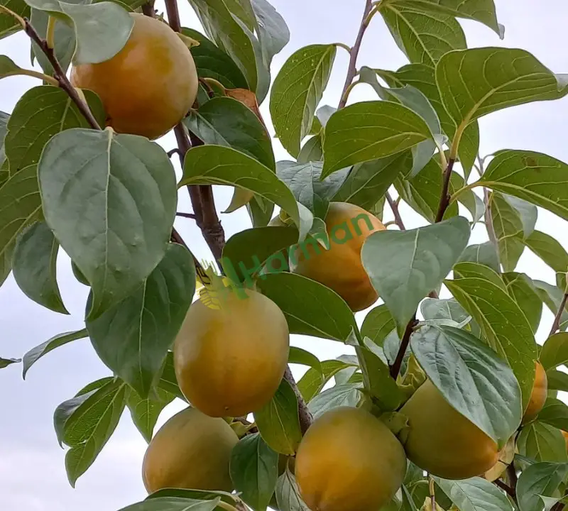 Satılık Hurma