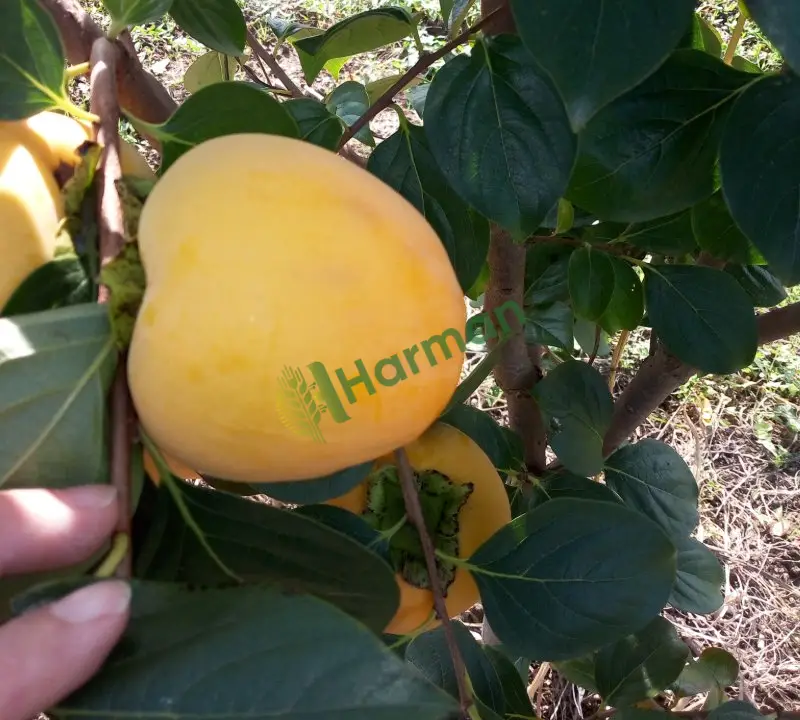 Satılık Hurma