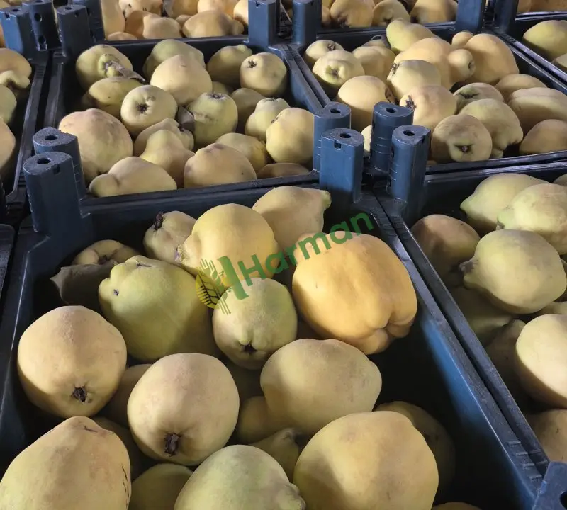 Satılık ihracatlık ayva