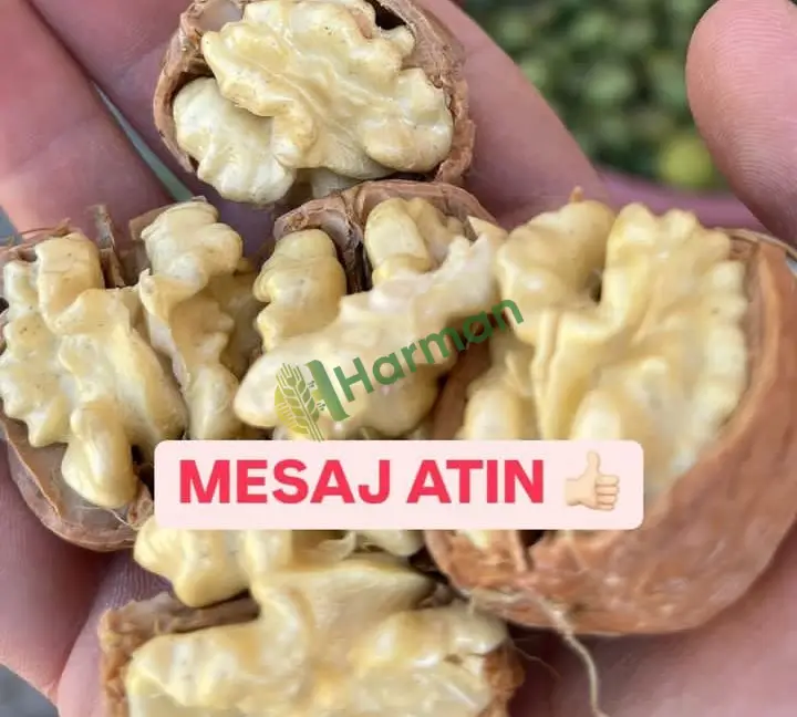Satılık ince kabuk iri ve beyaz ceviz
