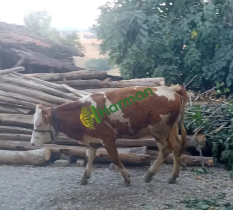 Satılık inekler