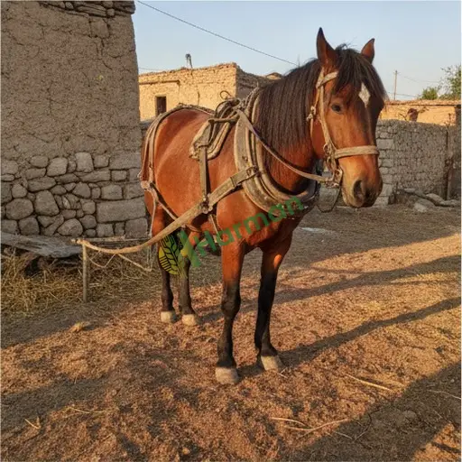 Kastamonu Doğanyurt'ta iş atı satılık