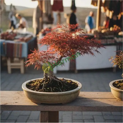 Afyonkarahisar Başmakçı'da Japon Akçaağacı Bonsai Satılık
