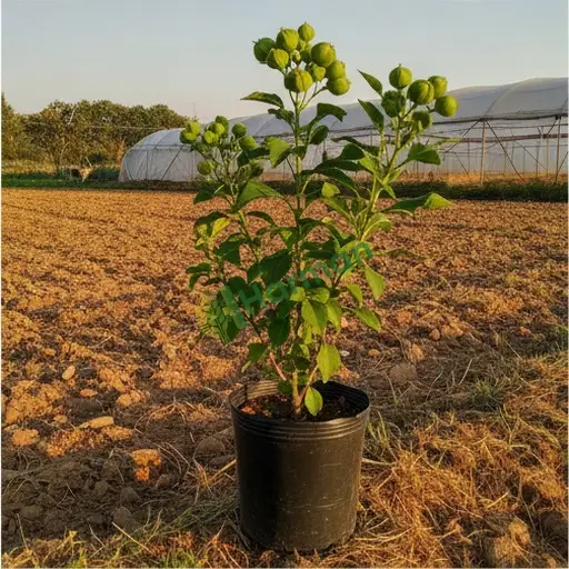 Malatya Arapgir'de jatropha satılık