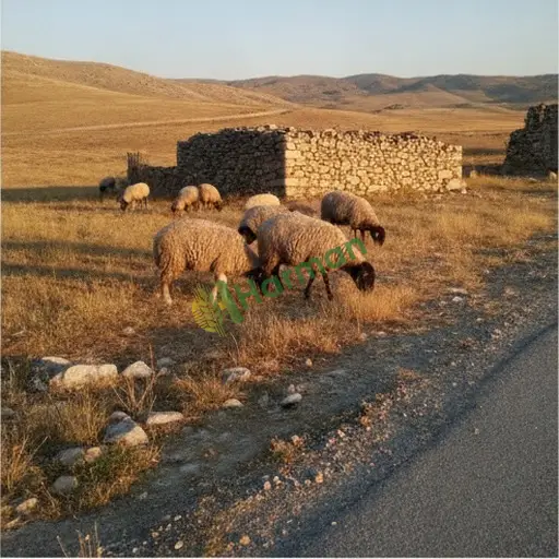Tunceli Nazımiye'de Karakaş koyunu satılıktır