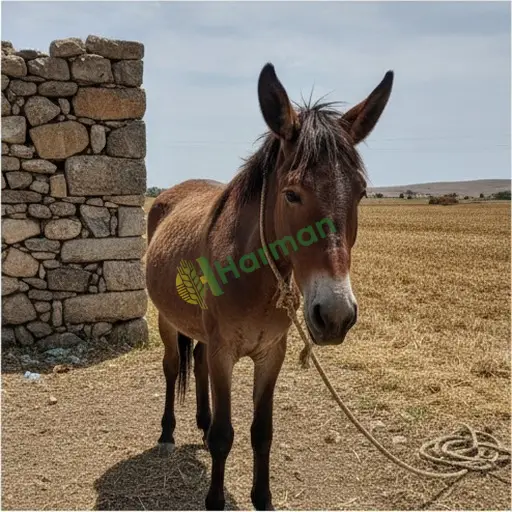 Muş Merkez'de katır satıyorum