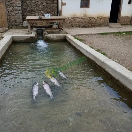 Bayburt Merkez kaynak alabalığı satılık