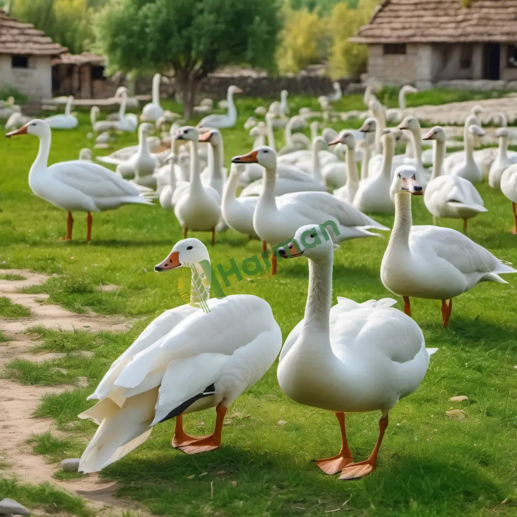 Satılık Köy Kaz Eti (Doğal Yetişme) — Amasya Merzifon · 925 Kg