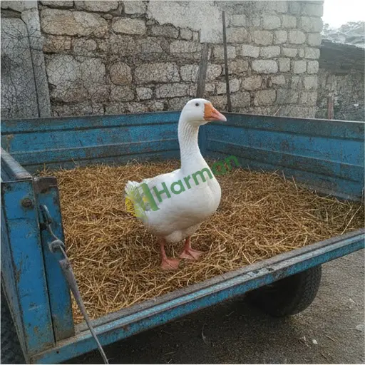 Uşak Banaz'da kaz satıyorum