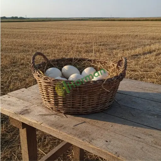 Iğdır Aralık'ta kaz yumurtası satıyorum