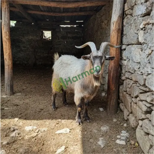 Trabzon Köprübaşı'nda besilik keçi satılık