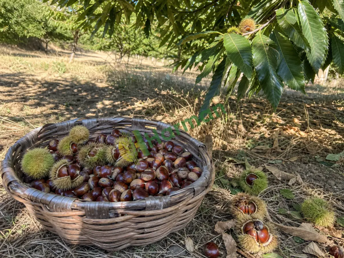 Satılık kestane